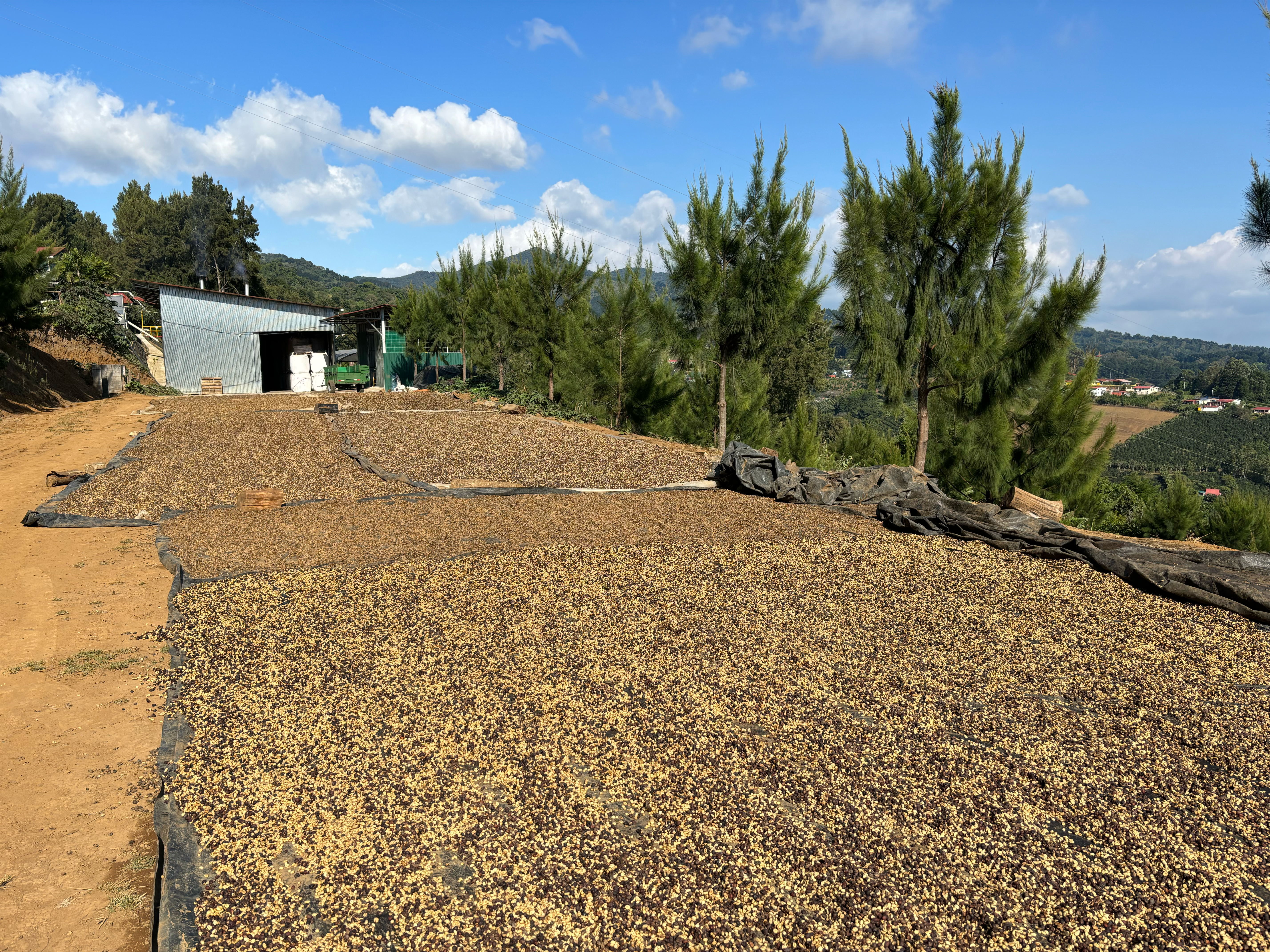 Pergamino de caf&eacute; sec&aacute;ndose en camas elevadas